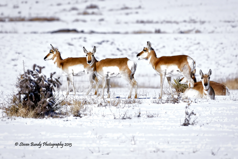 antelope in snow