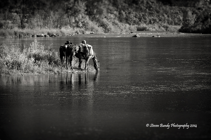 horses on the rio