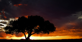 Taos Tree Sunset