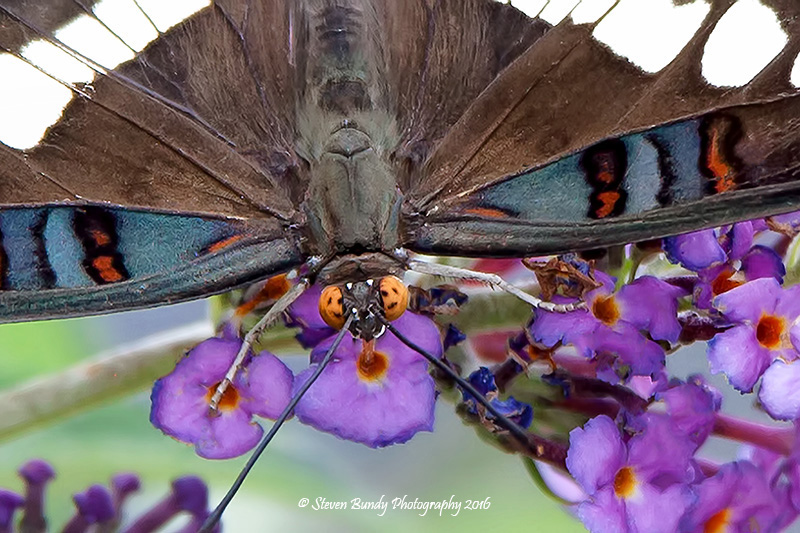 Arizona Sister Butterfly – Taos, NM – 2016