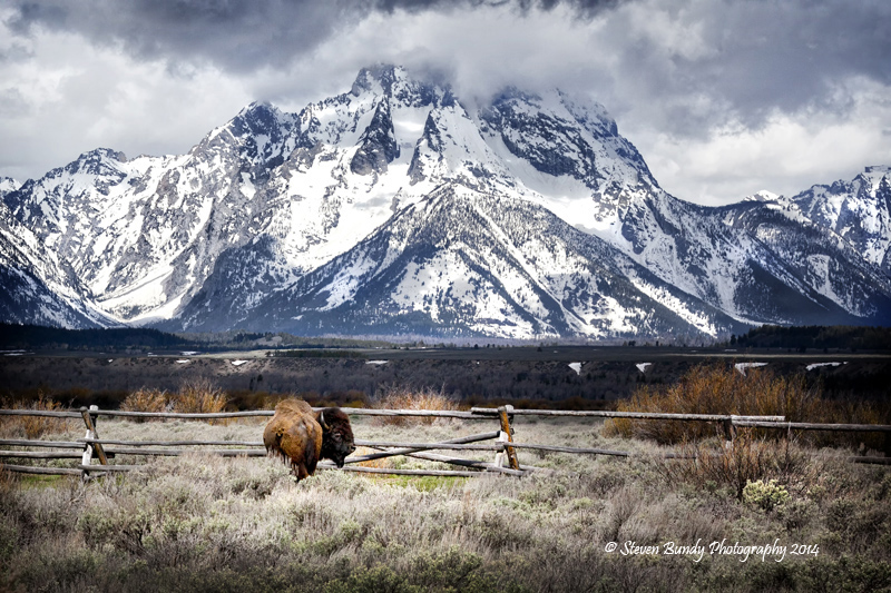 Buffalo at the Teton’s  Grand Teton National Park, WY – 2014