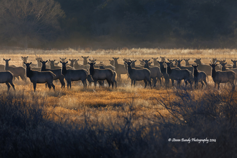 Dawson Elk – Dawson, NM – 2014