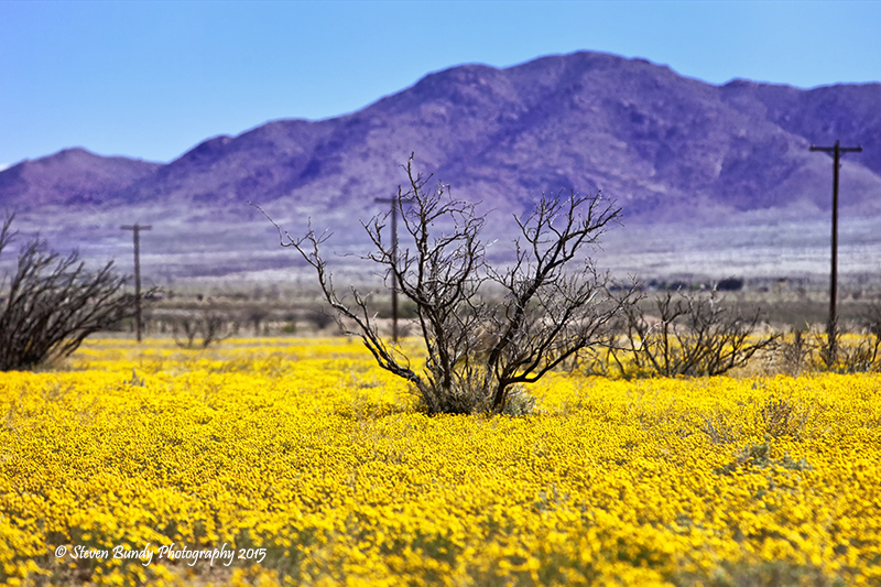 Desert Carpet – Lordsburg, NM – 2015
