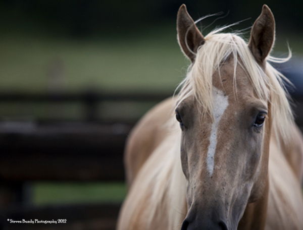 Blond Horse, New Mexico, 2010