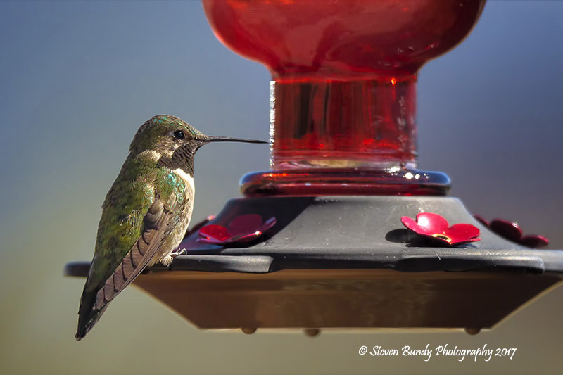 Hummingbird on Feeder – El Prado, New Mexico – 2017
