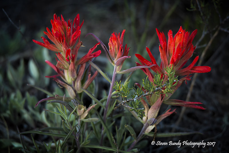 Indian Paint Brush – Taos, New Mexico – 2017
