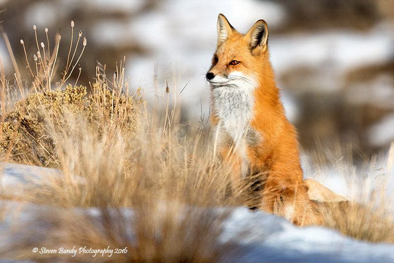 Red Fox- El Prado, NM – 2016